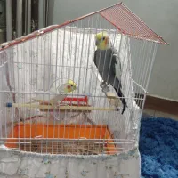 عروس هلندی