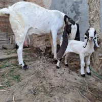 پز پتیری تازه زاییده