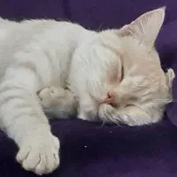 گربه نر اسکاتیش