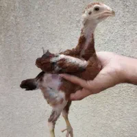 جوجه خروس و مرغ لاری|حیوانات مزرعه|تربت جام, امام|دیوار