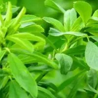 یونجه خورد کرده در فرادنبه