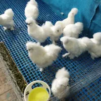 مولد ابریشمی وارداتی|حیوانات مزرعه|اردبیل, |دیوار