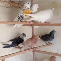 کفتر|پرنده|رباط‌کریم, شترخوار|دیوار