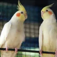 یک جفت  عروس هلندی  لوتئین به فروش  می‌رسد