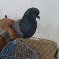 کبوتر ماده