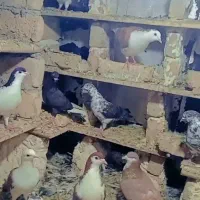 کبوتر