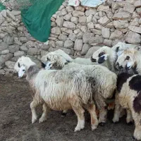 میش ورندیل داشت|حیوانات مزرعه|چاروسا, |دیوار