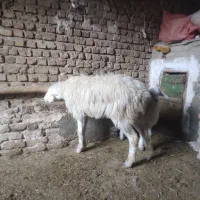 ی عدد میش بره دار جوان شکم اول|حیوانات مزرعه|شیروان (خراسان), |دیوار