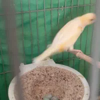 قناری ماده سرحال