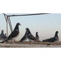 کبوتر .چهار جفت عطیقه مسافتی|پرنده|هامون, |دیوار