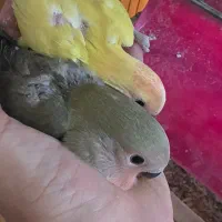جوجه برزیلی سرلاکی|پرنده|شیراز, سینما سعدی|دیوار