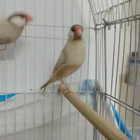 فنچ نرگسی شکلاتی ماده|پرنده|شیراز, فضل‌آباد|دیوار