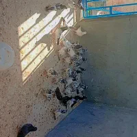 کفتر|پرنده|قشم, |دیوار