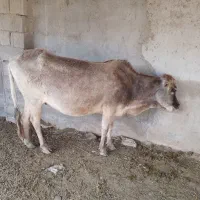 گاو در چمران