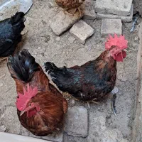 خروس محلی