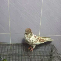 دوعدد کفتر پرشی|پرنده|تهران, هاشم‌آباد|دیوار