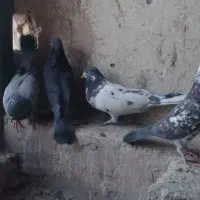 فروش کبوتر کاشانی