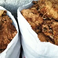 برگ زردبنیاد
