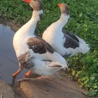 غاز|حیوانات مزرعه|شوشتر, |دیوار