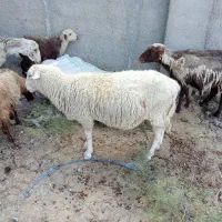 میش بره و قوچ رومن