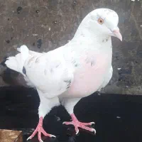 ۲ کبوتر تهرانی زیبا
