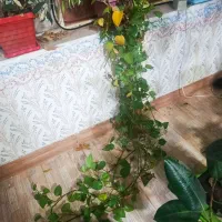 گل پیچ|گل و گیاه طبیعی|یاسوج, |دیوار