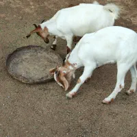 کهره نر و کهره و بر ماده ها فروشی|حیوانات مزرعه|بندرلنگه, |دیوار
