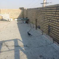 کبوتر مسافتی نر دراندیمشک|پرنده|دزفول, |دیوار