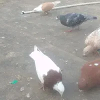 طوقی|پرنده|نیشابور, مازول|دیوار