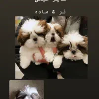 پاگ|سگ|بوشهر, |دیوار