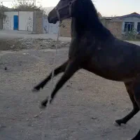 کره مادیون|اسب و تجهیزات اسب‌سواری|بروجرد, |دیوار