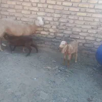 گوسفند بز پاکستانی و دو تا کره نر