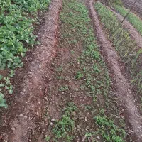 سبزی تازه و فلفل شیرین و نرم روستای گاومیشان|خوردنی و آشامیدنی|دره شهر, |دیوار