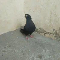 کبوتر شهرضا|پرنده|شهرضا, |دیوار