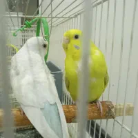 مرغ عشق سالم