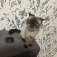 اسکاتیش بریتیش پرشین نر و ماده|گربه|اصفهان, باغ دریاچه|دیوار