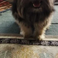 پت شیتزو پامر 8ماهه نر تربیت شده فی2|سگ|گلستان (تهران), |دیوار