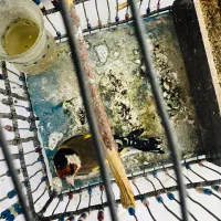 سیره قناری|پرنده|سرپل ذهاب, |دیوار