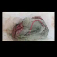 تورماهیگیری(سلیه)