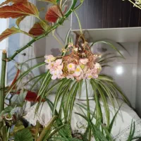 گل و گیاه|گل و گیاه طبیعی|سهند, |دیوار