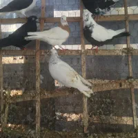 کبوتر|پرنده|بجنورد, |دیوار