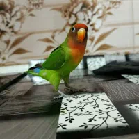 طوطی برزیلی کاملادستی نر