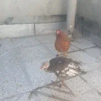 مرغ تخم گزار و بوقلمون|حیوانات مزرعه|همدان, |دیوار