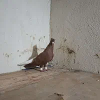 کبوتر رنگی  خرمشهر