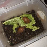 حلزون خونگی