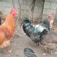 مرغ وخروس محلی، مرغ وخروس برهما، اسرائیلی|حیوانات مزرعه|ماکلوان, |دیوار