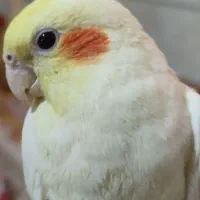 فروش پرنده عروس هلندی