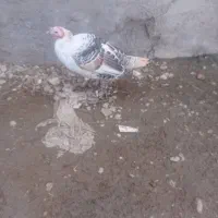 بوقلمون ماده