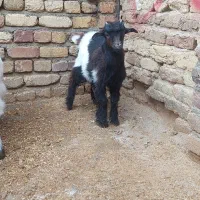 بزغاله نرو ماده|حیوانات مزرعه|کنگاور, |دیوار