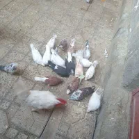 کفتر به شرت|پرنده|ازنا, |دیوار